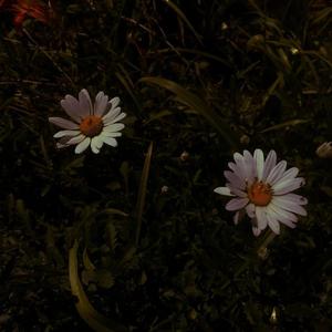 草莓视频下载导航
